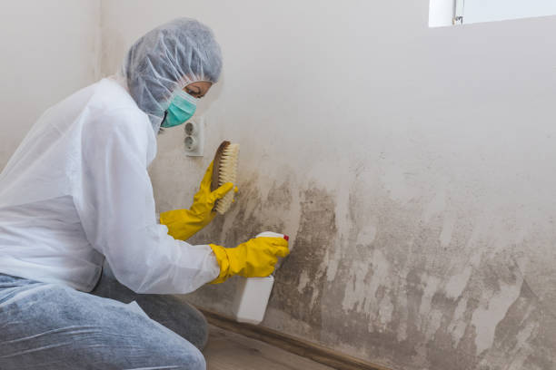 Hillsborough, NJ Mold Removal Company